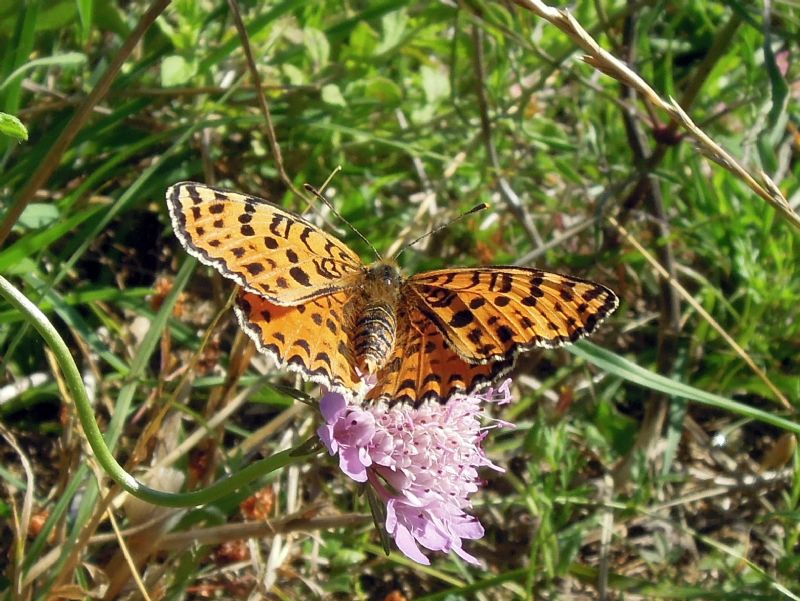 Melitaea didyma (meridionalis?)